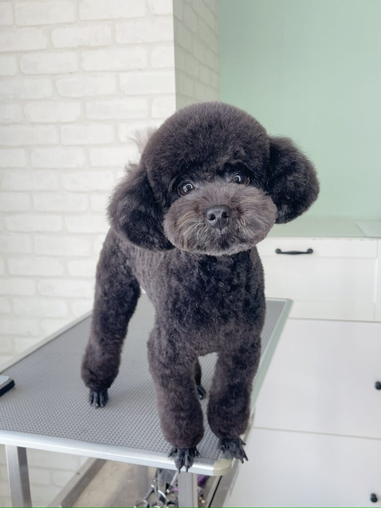 トリミングテーブルの上で正面を向いて立つ黒のトイプードル、足元はバリカンで短く刈り上げたプー足スタイル