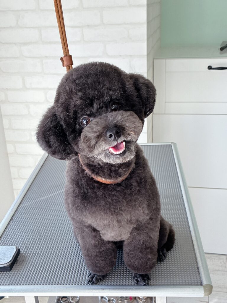 トリミングテーブルの上で首を傾げて微笑む、丸く整えられたテディベアカットの黒いトイプードル。