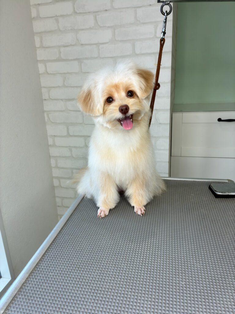 ふわふわでクリーム色のワンちゃんがトリミングテーブルの上で満面の笑みうぃ浮かべて座っている様子