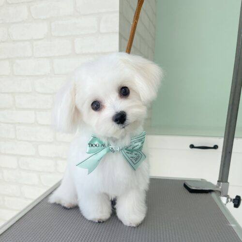 トリミング台の上で首をかしげる、丸くカットされた可愛い マルチーズの子犬