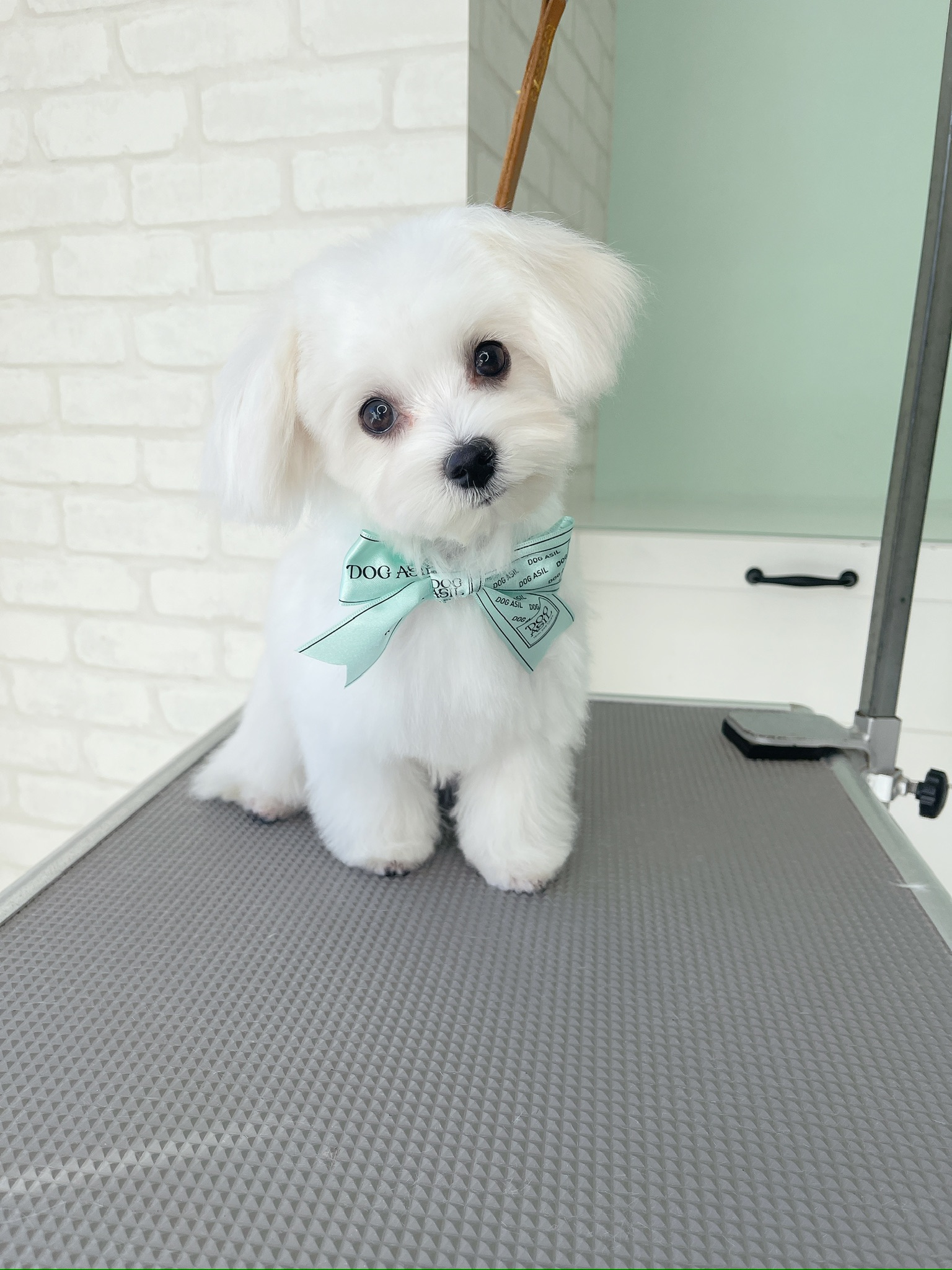 トリミング台の上で首をかしげる、丸くカットされた可愛い マルチーズの子犬