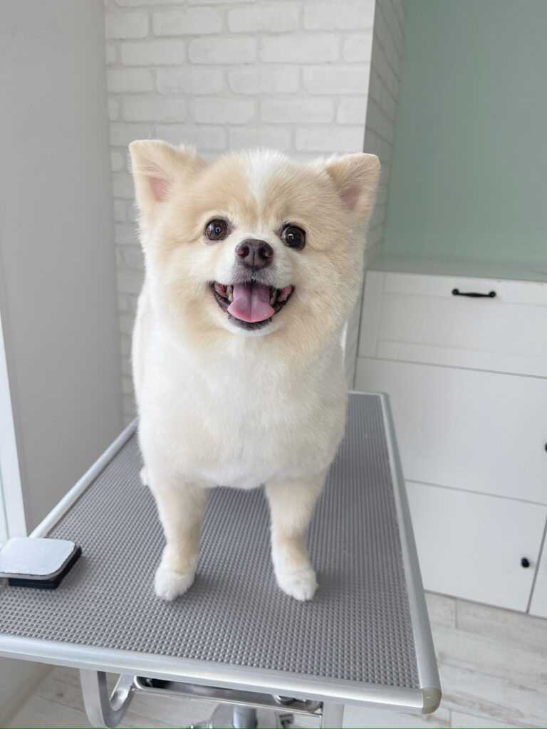 トリミングテーブルの上で口をあけて楽しそうに笑う、クリーム色のポメラニアン「全体をスッキリと柴犬のよに仕上げた人気のシバラニアンカット