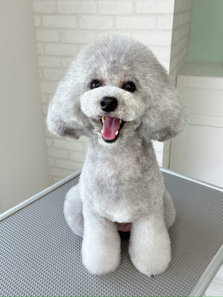 トリミングテーブルに座って口をあけ幸せそうに笑っているシルバーグレーのトイプードル