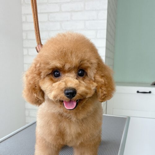 トリミングテーブルの上でカメラ目線でほほ笑む、ふわふわな毛並みのトイプードルの子犬