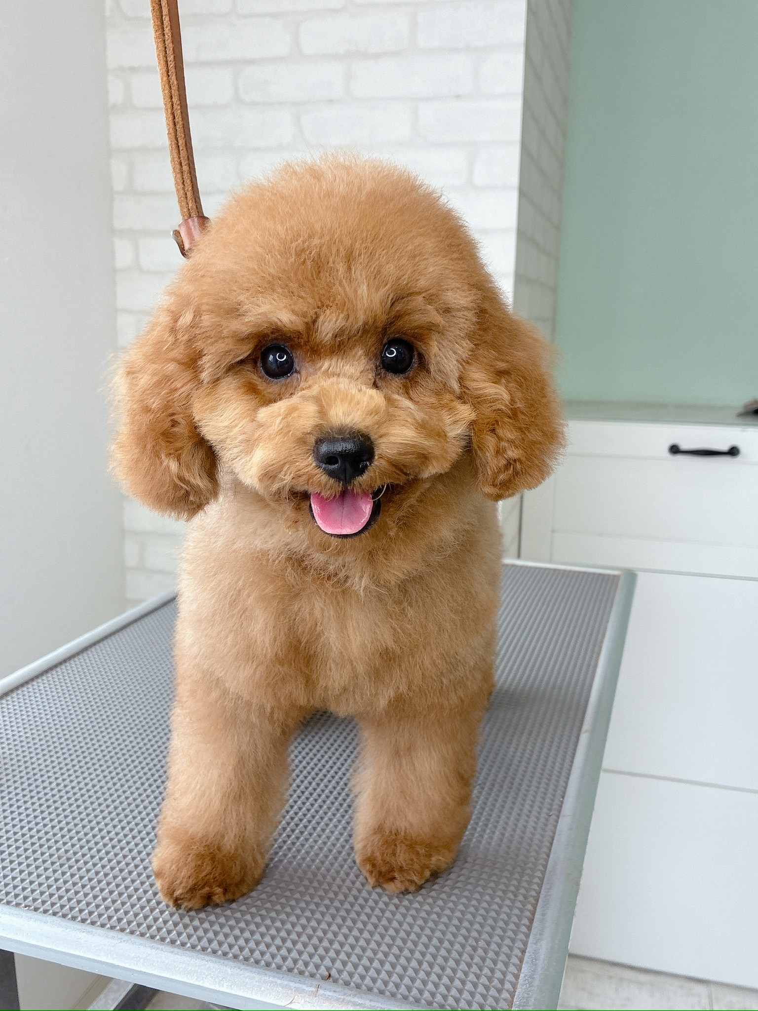 トリミングテーブルの上でカメラ目線でほほ笑む、ふわふわな毛並みのトイプードルの子犬