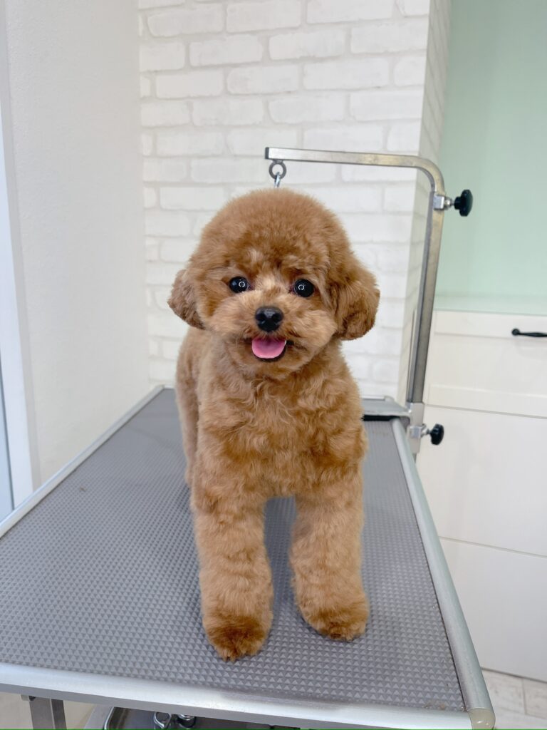 トリミングテーブルの上で立つ、トイプードル。少し舌をだした笑顔とふんわり仕上げたテディベアカット