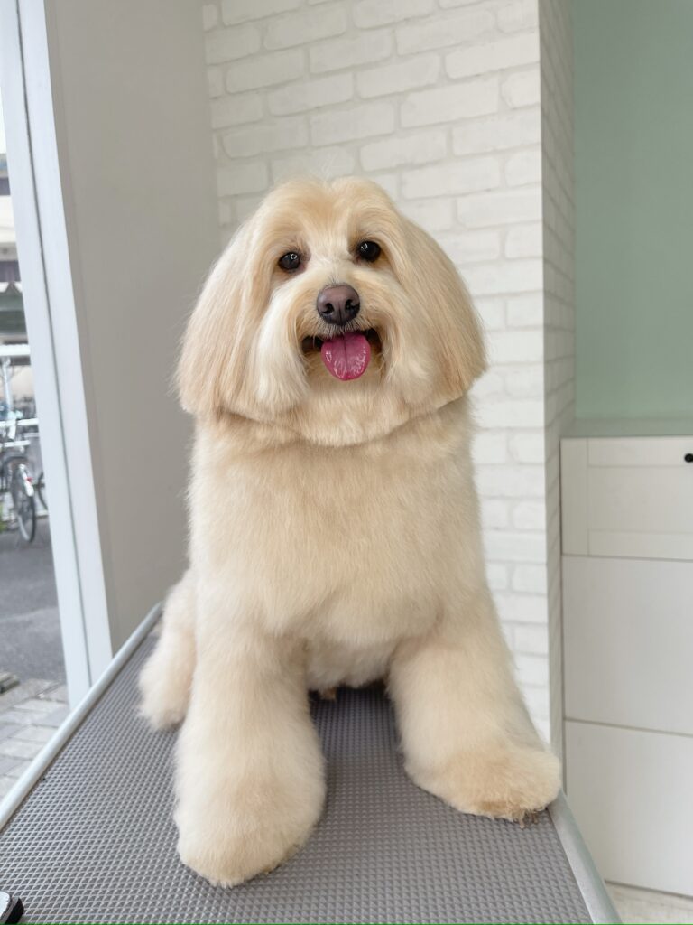 完璧に整えられた長い毛をもつふわふわしたクリーム色の犬
