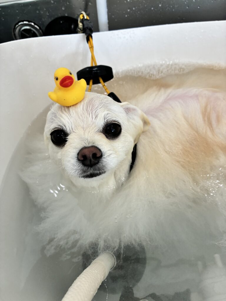 小さなチワワが泡風呂でリラックスしてる様子