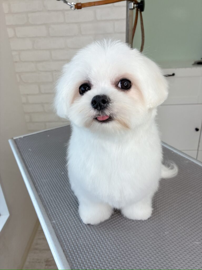 トリミングテーブルの上でおすわりするマルチーズ。お耳を短く丸く整えたパピー風カットに、ちょこんと舌を出した愛らしい仕上がり