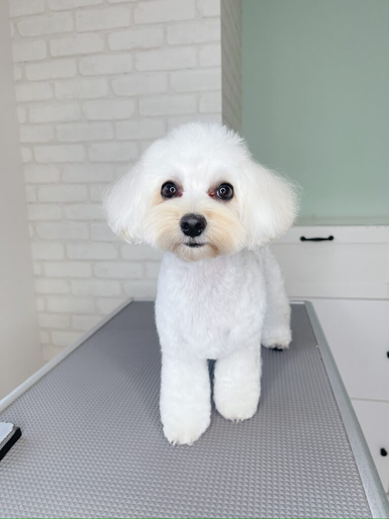 白い毛並みがふわふわなマルプーのトリミング後。