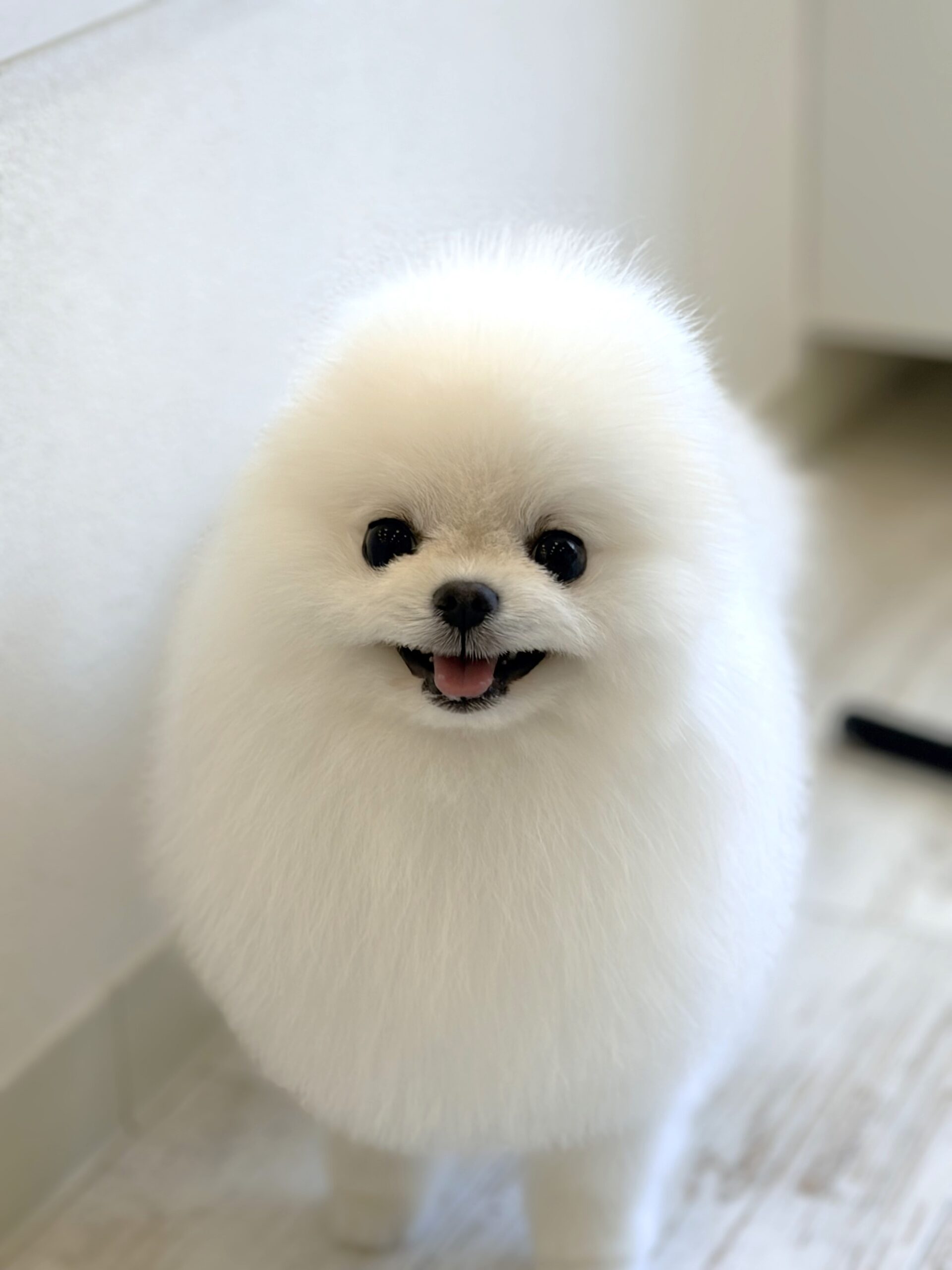 体をまんまるにトリミングされた真っ白なポメラニアンがカメラに向かって微笑んでいる様子