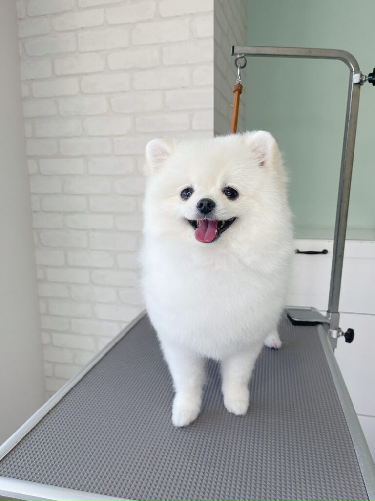ピンクの舌をだして元気にいっぱい笑う、真っ白なポメラニアンの写真