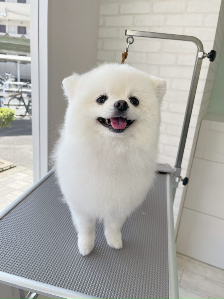 トリミングテーブルの上で笑顔を見せる真っ白なポメラニアン。耳を小さくカットし、胸元の毛をふんわりと残した柴犬カット