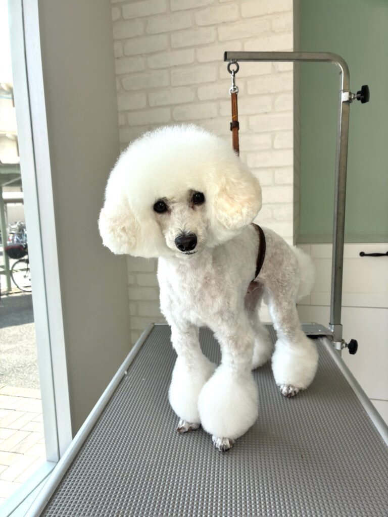 白いトイプードル。頭部はふんわりとしたマッシュルームカット、足元は丸いポンポン状に仕上げたカットスタイル