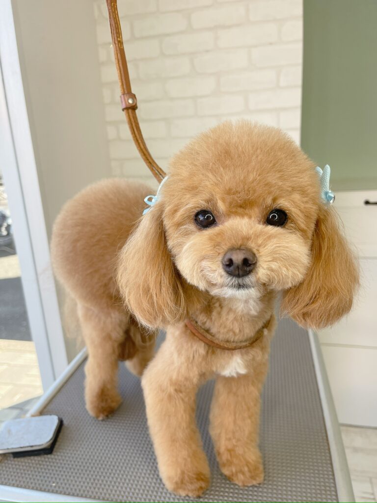 トリミングサロンで両耳に水色のリボンをつけたアプリコットカラーのチワプー（チワワとトイプードルのミックス犬）。テディベア風に丸くカットされたスタイルで、トリミング台の上に立っている写真