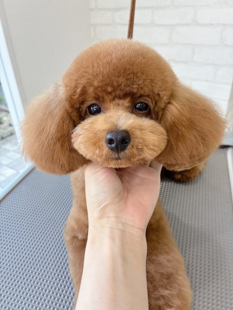トリミングテーブルの上で正面を向く、テディベアカットを施した茶色（アプリコット）のトイプードル