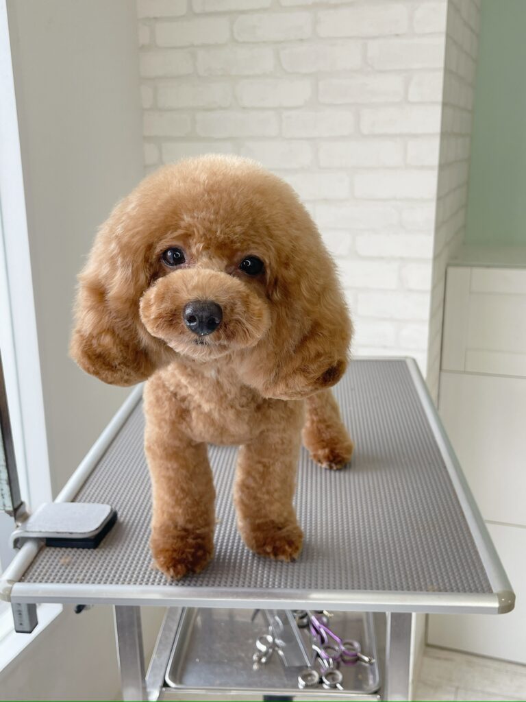 トリミングテーブルの上で首をかしげるアプリコットのトイプードル。頭と耳をフワフワに繋げてまあるく育てたキノコカット（マッシュルーム風スタイル）の浜松市でのトリミング施工例。