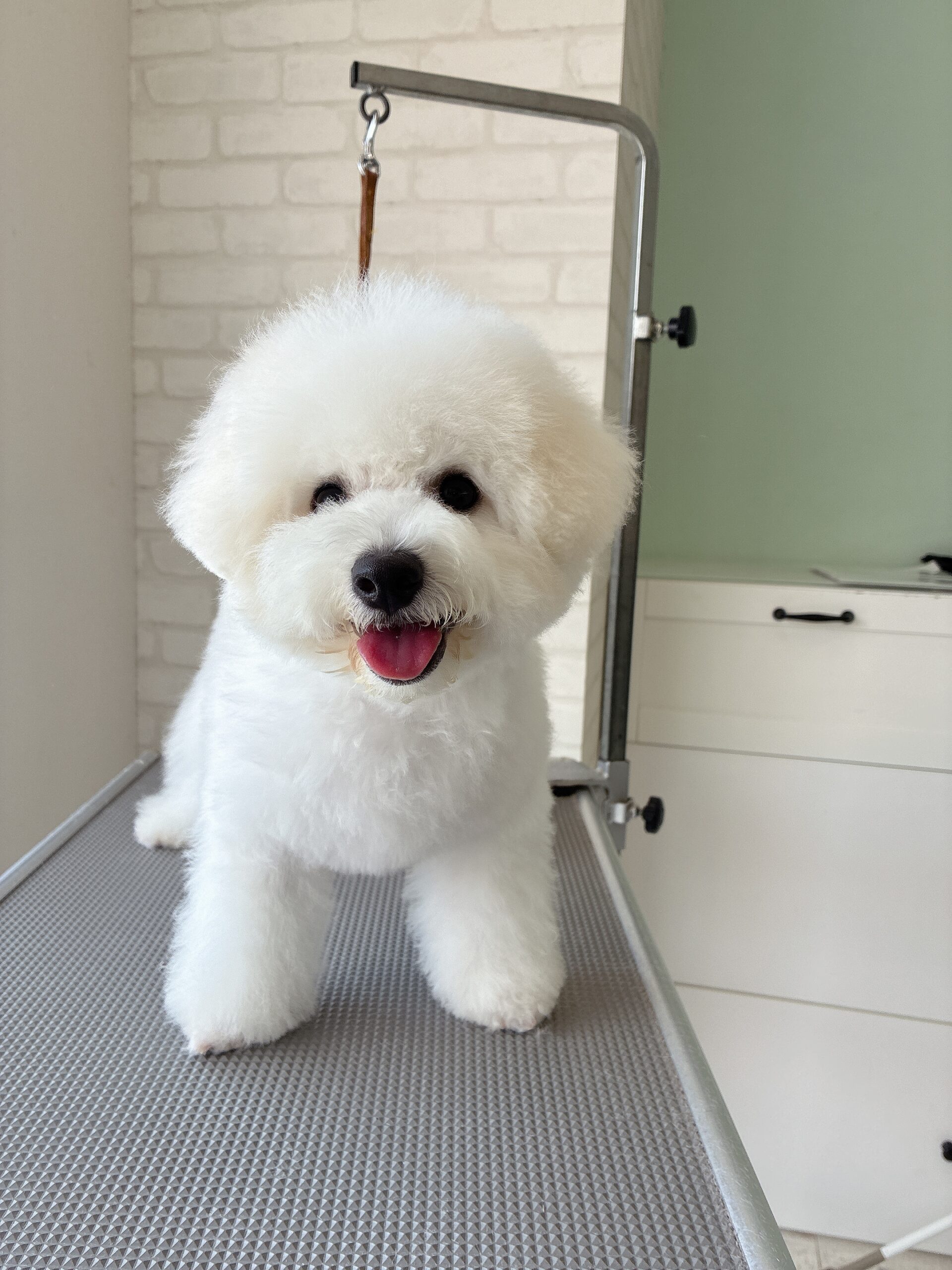 トリミングテーブルの上で笑顔を見せる、丸くカットされたビションフリーゼの子犬