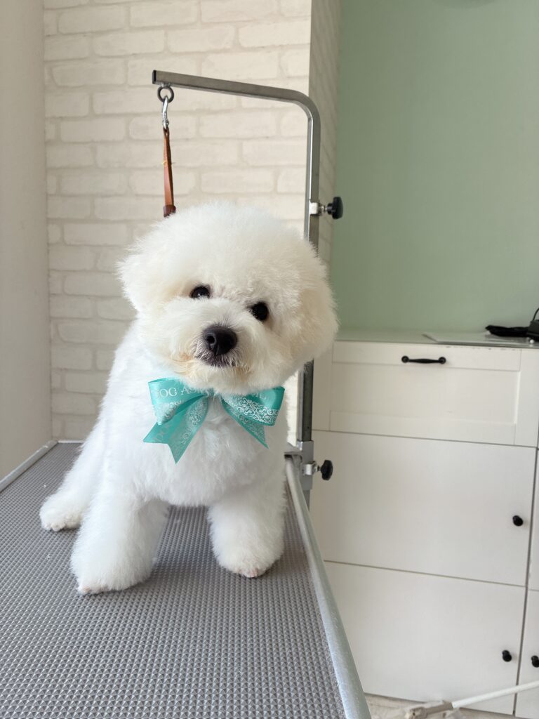 ミントグリーンのリボンを首に巻き、トリミング台の上で首をかしげるビションフリーゼの子犬