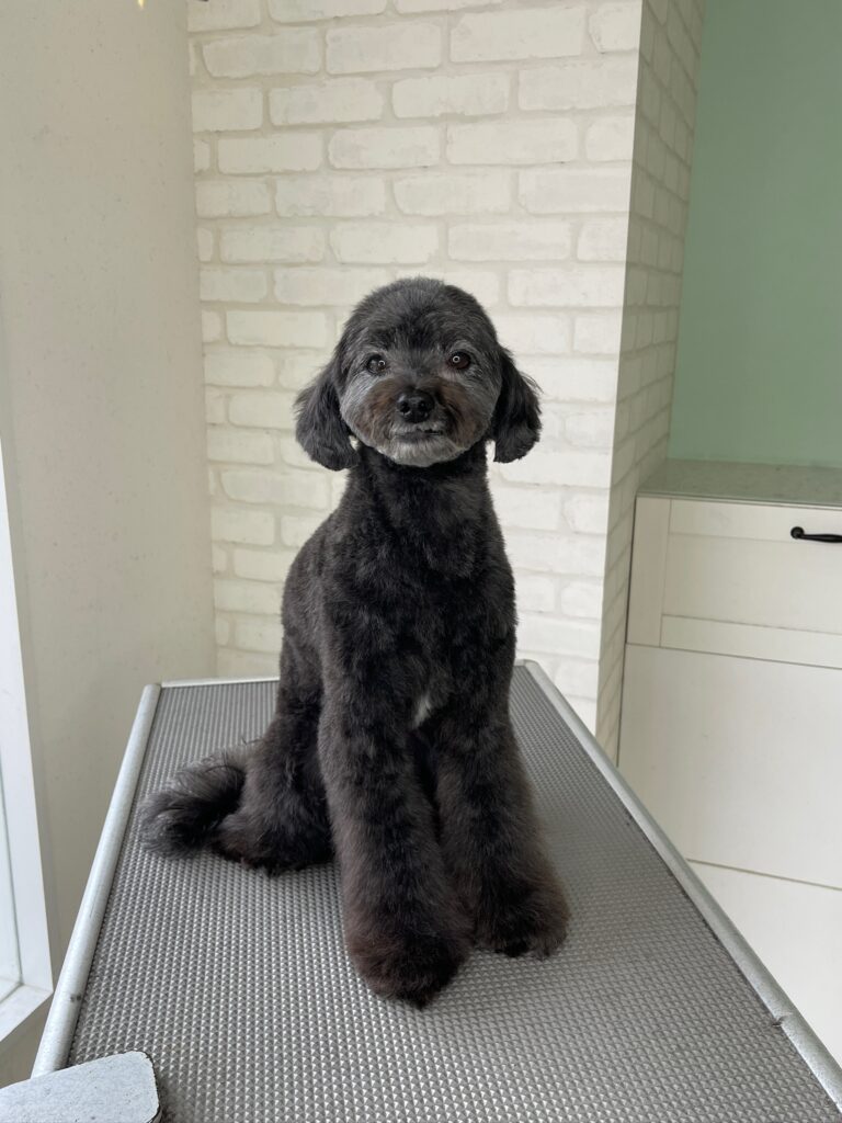 トリミングサロンのグレーがかった黒いチワプー（チワワとトイプードルのミックス犬）。トリミング台の上に綺麗にカットされた状態で座り、カメラをじっと見つめている写真
