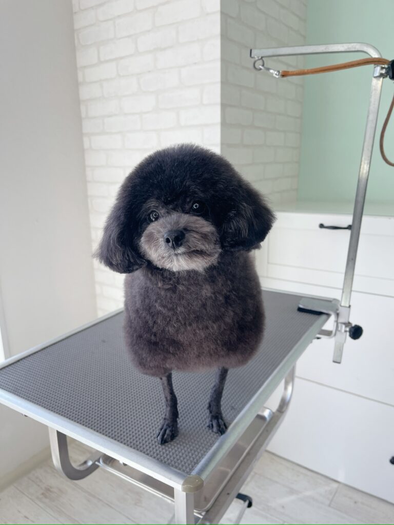 マズル周りが少し明るいシルバーを帯びた、黒いトイプードルの羊カット。ふんわりとした頭部とすっきりした足元の仕上がり