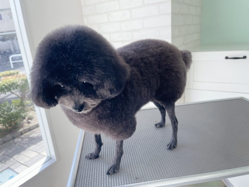 横を向いてトリミングテーブルに立つ、黒いトイプードルの羊カット（ラムカット）の全身