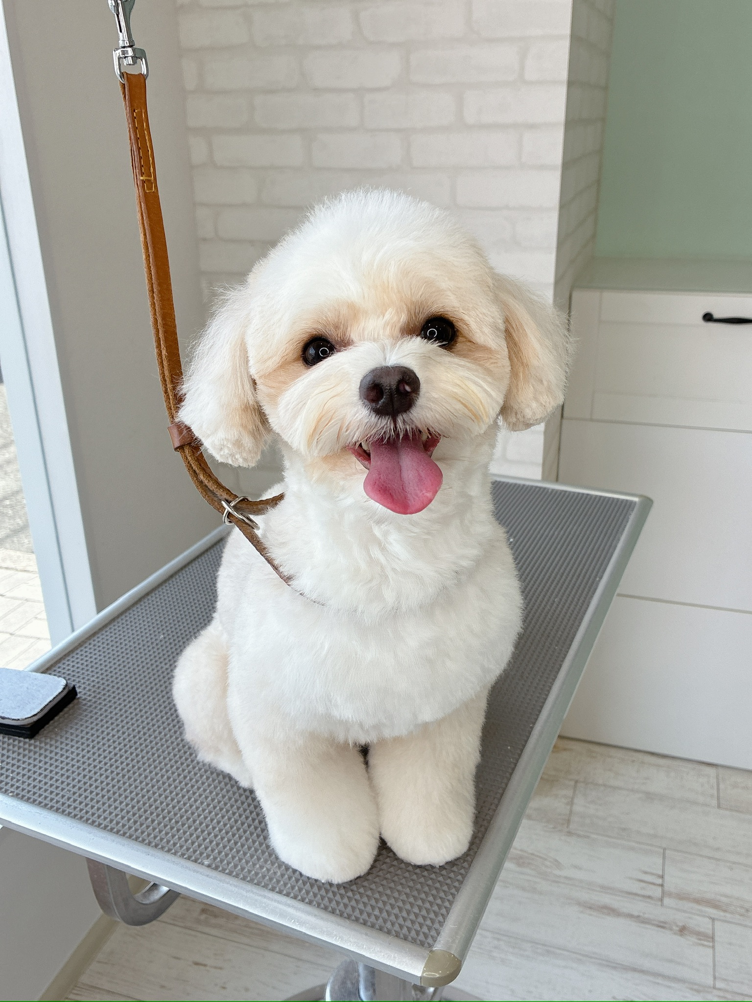 トリミングサロンで舌を出して笑顔を見せるクリーム色のチワプー（チワワとトイプードルのミックス犬）。丸く綺麗にカットされたスタイルでトリミング台の上にお座りしている写真。