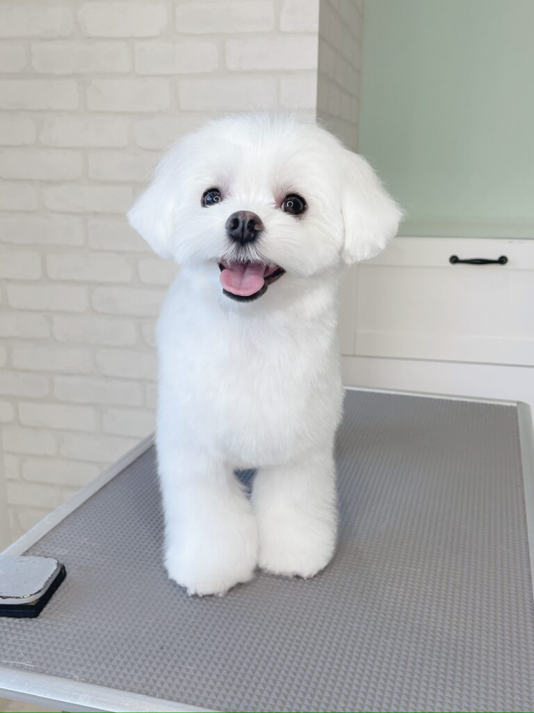 groomingテーブルの上に立ち、楽しそうに息を切らしている、ふんわりとしたカットを終えたばかりの小さな白いマルチーズ。犬はカメラを直視している