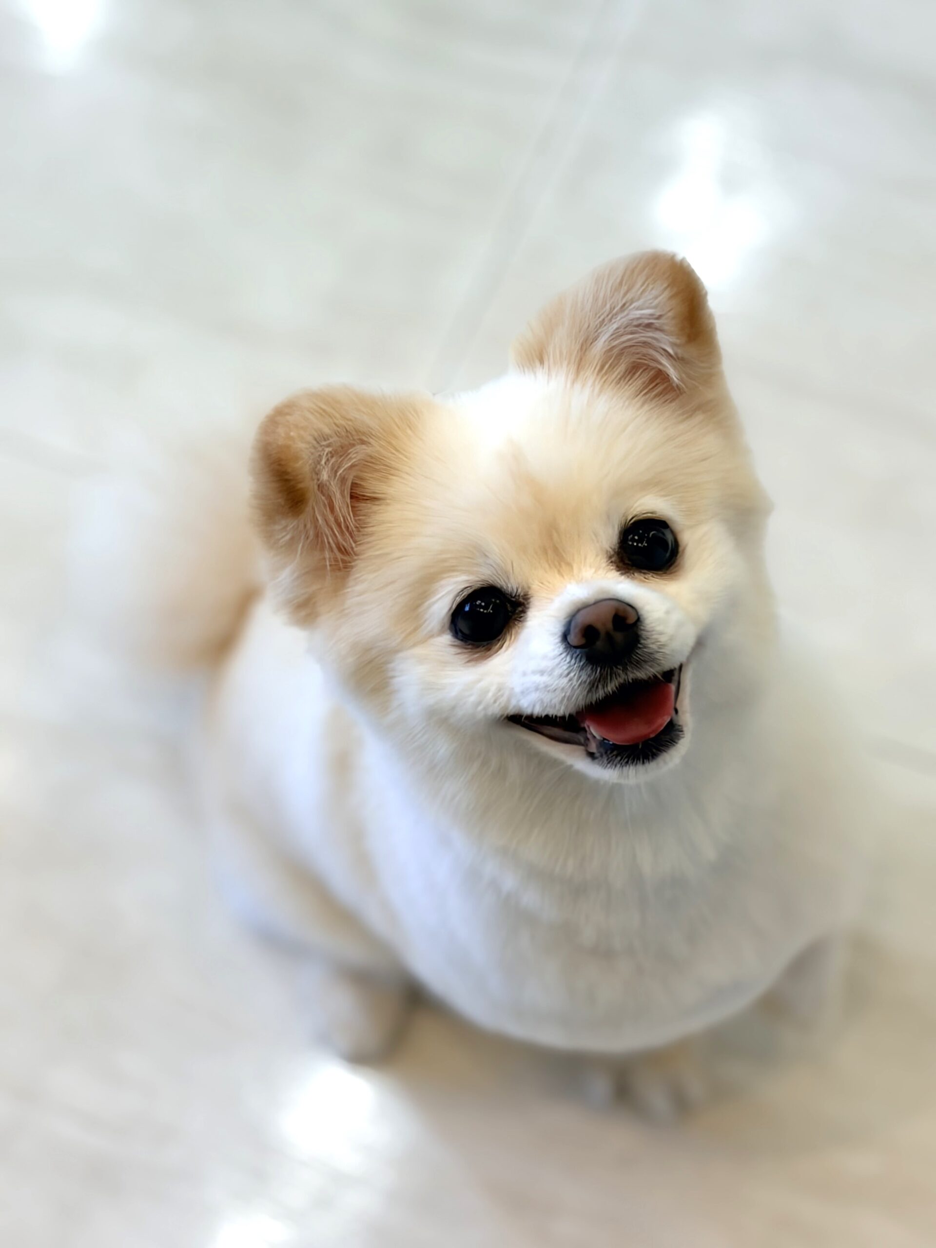 明るい床の上に座り、きらきらとした黒い目でカメラを見上げているポメチワ（ポメラニアンとチワワのミックス犬）。全体的にすっきりと短くカットされたトリミングスタイル（柴犬カット風）で、耳の縁がほんのり茶色い。口を少し開けて嬉しそうに微笑んでいる愛らしい表情の写真。