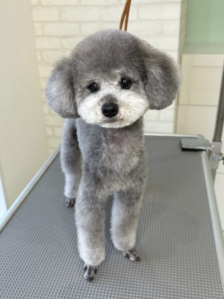 トリミングテーブルの上に立つ、シルバーのトイプードルの全身写真。頭部は丸いテディベアカットで、口周りは白く剃り込まれている。胴体はすっきりとカットされ、特に四肢の先が「足バリ」スタイルで短く剃り上げられているのが特徴。背景は白い壁。