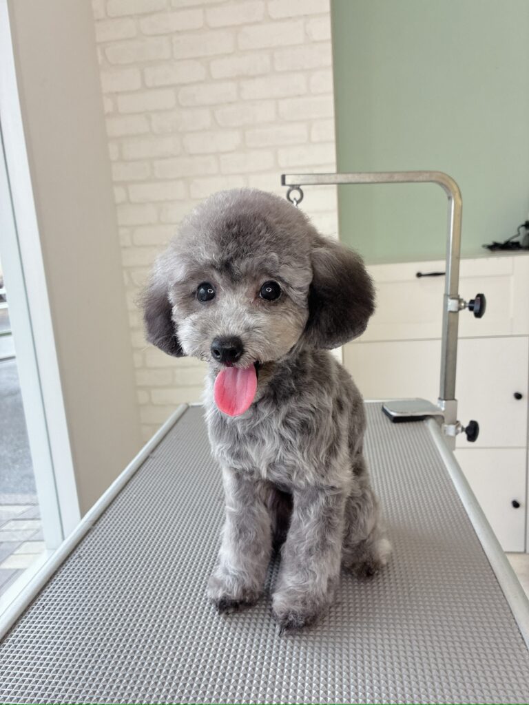 トリミングテーブルの上でお座りをするトイプードルの子犬。シルバーの毛色とつぶらな瞳が特徴的で、ピンクの舌を出してこちらを見つめている様子。