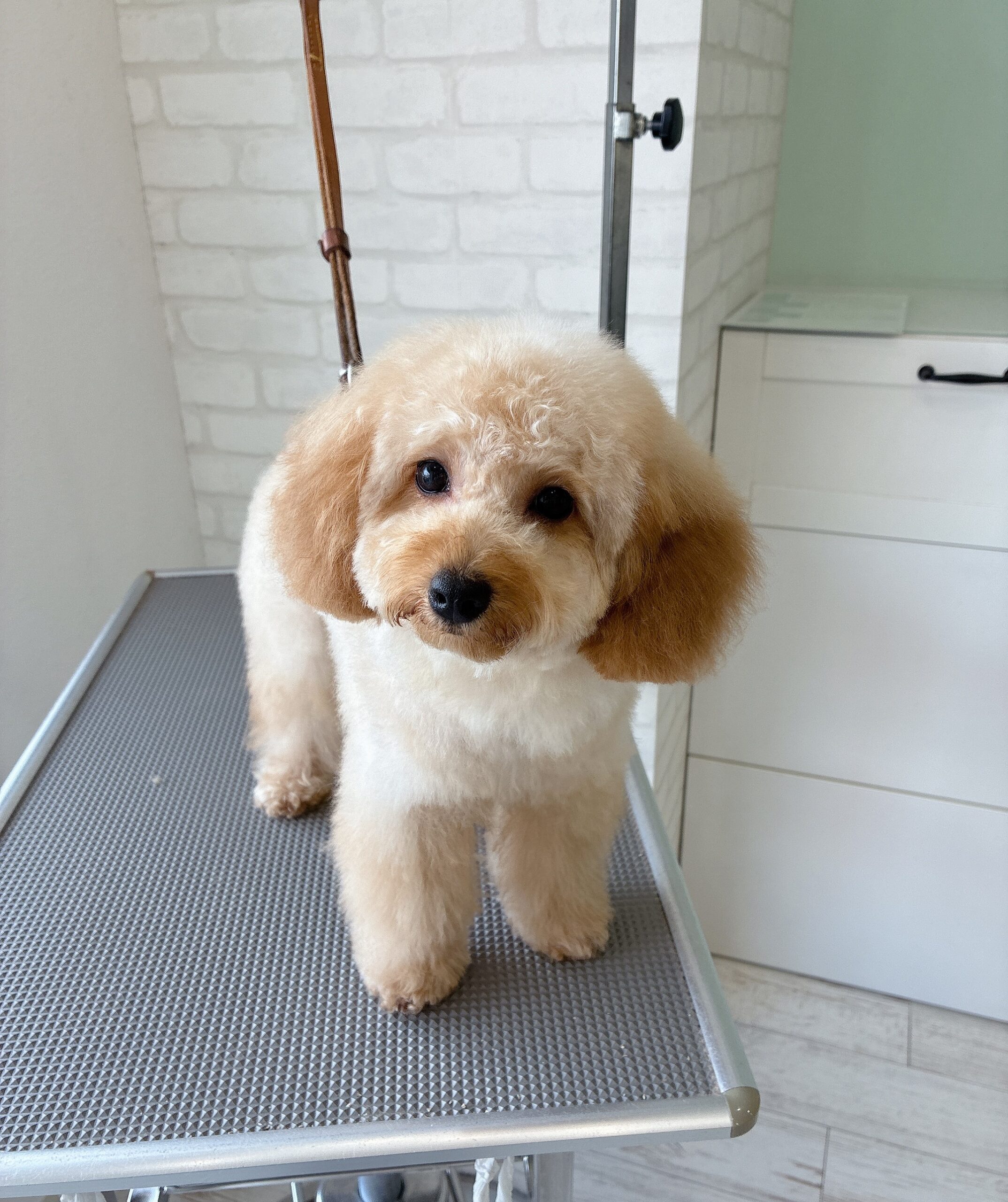 トリミングテーブルの上に立ち、カメラを見つめる可愛いトイプードルの子犬