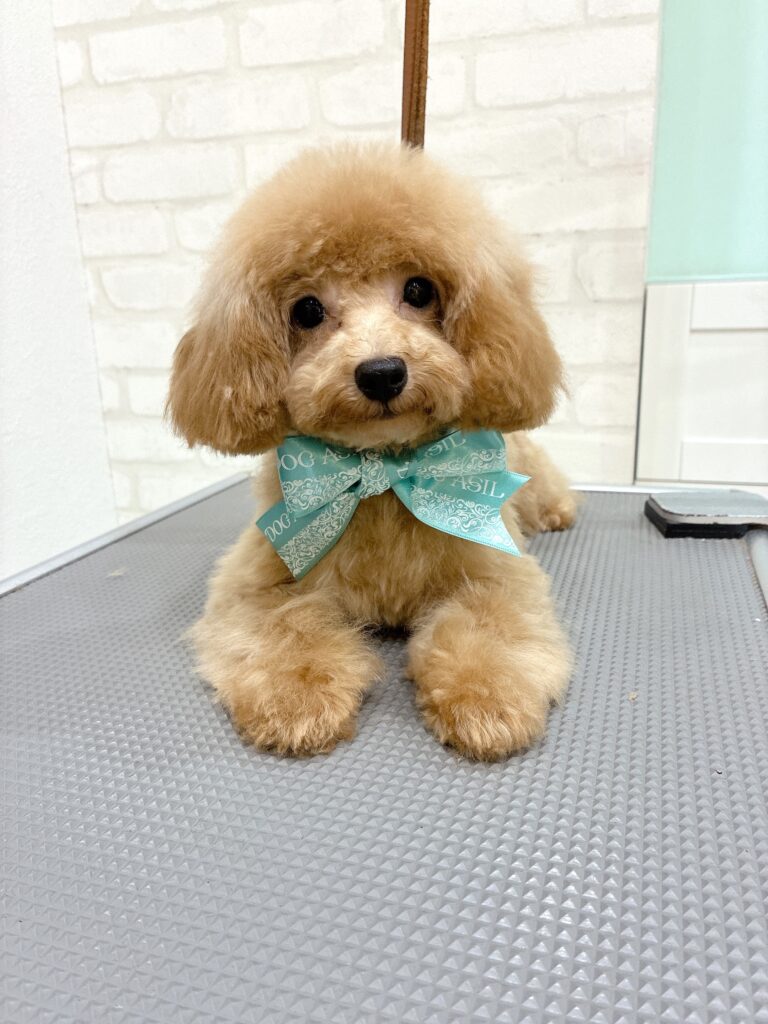 エメラルドグリーンの可愛いリボンをつけてトリミングテーブルでくつろぐトイプードルの子犬