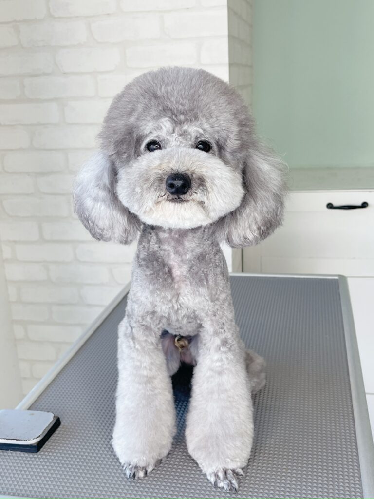トリミングテーブルの上で正面を向いてお座りをするシルバーのトイプードル。頭部とマズルを丸くボリューミーに仕上げたアフロカットスタイル。
