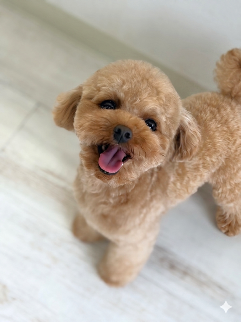 明るい木目調のフローリングの床の上に立ち、嬉しそうに口を開けてカメラを見上げているアプリコットカラーのトイプードル。頭部やマズルが丸くふんわりと整えられたテディベア風のトリミングスタイルで、キラキラした目で上目遣いをしている。室内でリラックスしている愛らしい表情を捉えた写真。