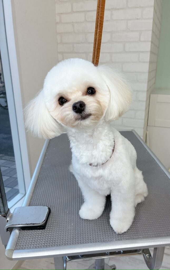 「白いチワプー（チワワとトイプードルのミックス犬）の子犬。トリミングサロンで、トリミング台の上に座っている姿。清潔で、きれいにカットされた毛並みが見える。」