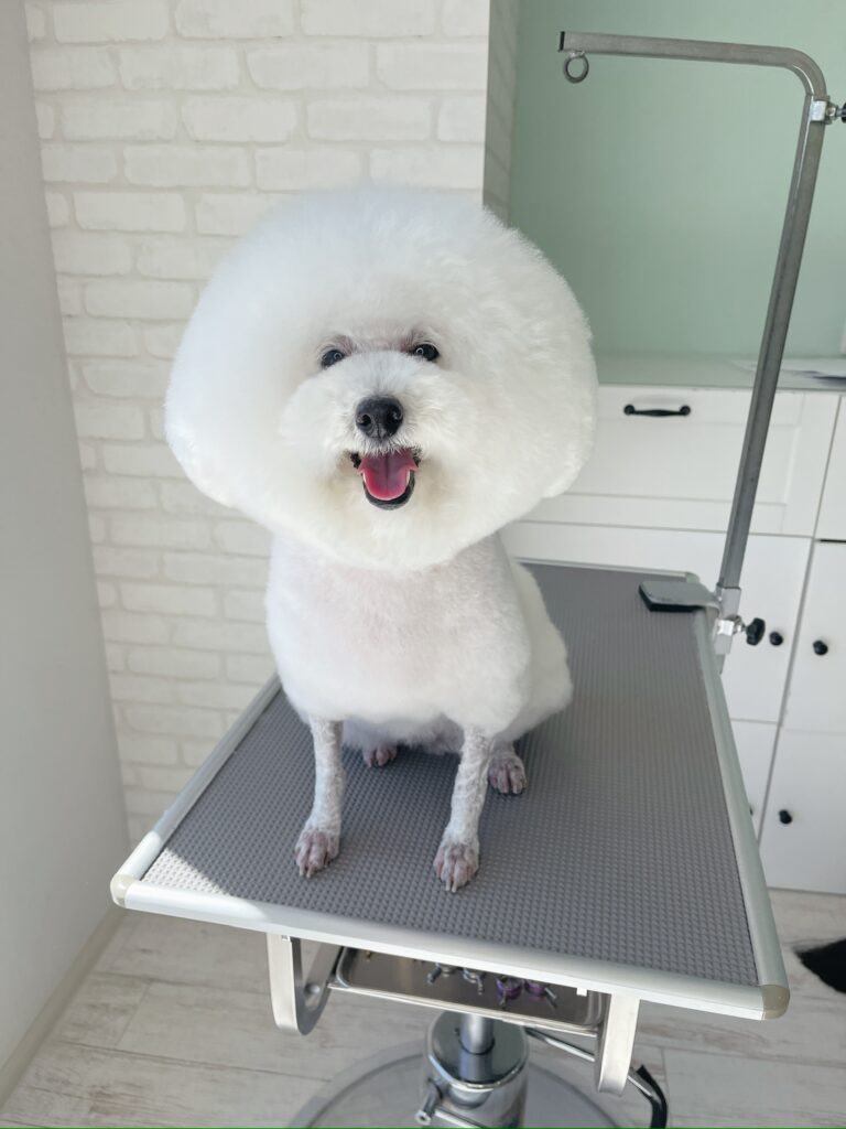 トリミングテーブルの上で笑顔で口を開けるホワイトのトイプードル。頭の毛量を最大限に活かしてフワフワな大きめのアフロカットに育てた、浜松市のサロンによるトリミング施工例。