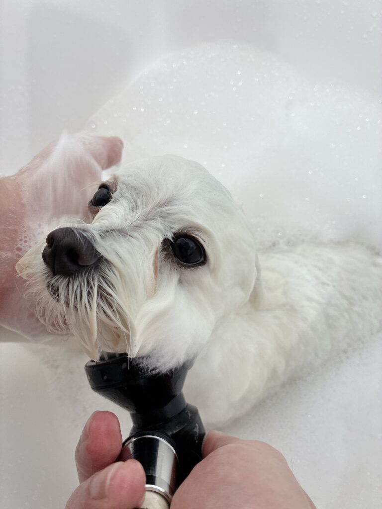 白いバスタブの豊かな泡の中に浸かる白いトイプードル。トリマーの手が犬の頭を優しく支え、黒いシャワーヘッドを使って顎の下の泡を丁寧に洗い流している様子。犬は上を見つめて落ち着いている。